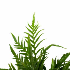 Aglaomorpha Jim - P17 H45 - Kamerplant -Elho Verkoop aglaomorpha jim p17 h45 3