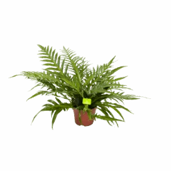 Aglaomorpha Jim - P19 H65 - Kamerplant