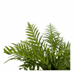 Voorkant -Elho Verkoop aglaomorpha jim p19 h65 2