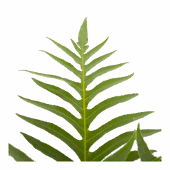 Aglaomorpha Jim - P19 H65 - Kamerplant -Elho Verkoop aglaomorpha jim p19 h65 3