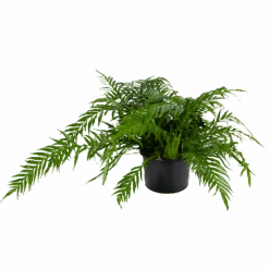 Aglaomorpha Jim - P37 H75 - Kamerplant