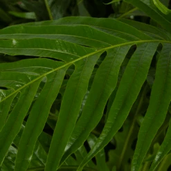 Aglaomorpha Jim - P37 H75 - Kamerplant 5 Aglaomorpha Jim - P37 H75 - Kamerplant -Elho Verkoop aglaomorpha jim p37 h75 kamerplant 3