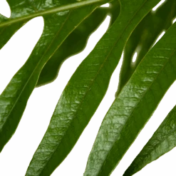 Aglaomorpha Jim - P37 H75 - Kamerplant 6 Aglaomorpha Jim - P37 H75 - Kamerplant -Elho Verkoop aglaomorpha jim p37 h75 kamerplant 4