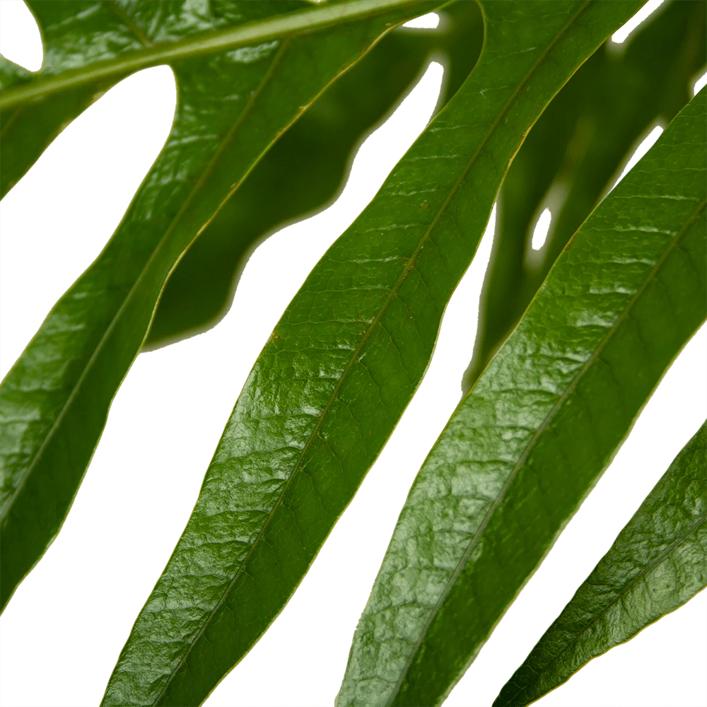 Aglaomorpha Jim - P37 H75 - Kamerplant 3 Aglaomorpha Jim - P37 H75 - Kamerplant - Afbeelding 3