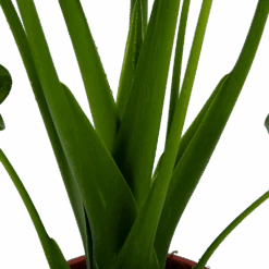 Alocasia Cucullata - Olifantsoor - P21 H90 - Kamerplant -Elho Verkoop alocasia cucullata olifantsoor p21 h90 4