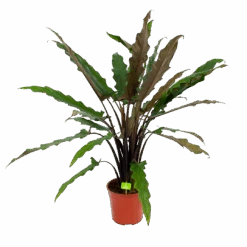 Alocasia Lauterbachiana - Olifantsoor - P27 H110 - Kamerplant