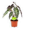 Alocasia Polly - Olifantsoor - P17 H50 - Kamerplant