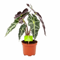 Alocasia Polly - Olifantsoor - P17 H50 - Kamerplant