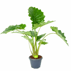Alocasia Portodora - Olifantsoor - P35 H135 - Kamerplant