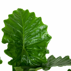 Alocasia Portodora - Olifantsoor - P35 H135 - Kamerplant -Elho Verkoop alocasia portodora olifantsoor p35 h135 6 1