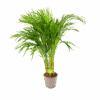 Areca - Goudpalm - P17 H90 - Kamerplant