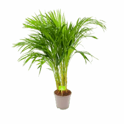 Areca - Goudpalm - P17 H90 - Kamerplant