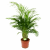Areca - Goudpalm - P21 H100 - Kamerplant