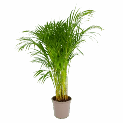 Areca - Goudpalm - P24 H120 - Kamerplant