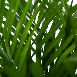 Areca - Goudpalm - P24 H120 - Kamerplant -Elho Verkoop areca goudpalm p24 h120 5