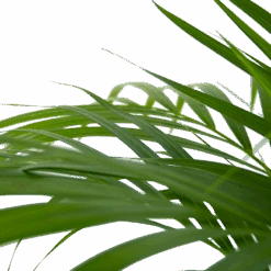 Areca - Goudpalm - P24 H120 - Kamerplant -Elho Verkoop areca goudpalm p24 h120 6