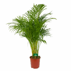 Areca - Goudpalm - P24 H140 - Kamerplant