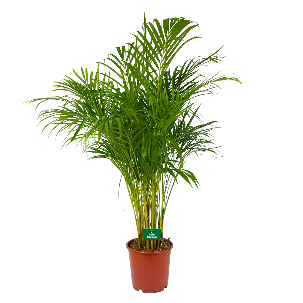 Areca - Goudpalm - P24 H140 - Kamerplant 1 Areca - Goudpalm - P24 H140 - Kamerplant