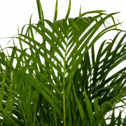 Areca - Goudpalm - P24 H140 - Kamerplant 6 Areca - Goudpalm - P24 H140 - Kamerplant -Elho Verkoop areca goudpalm p24 h140 kamerplant 4