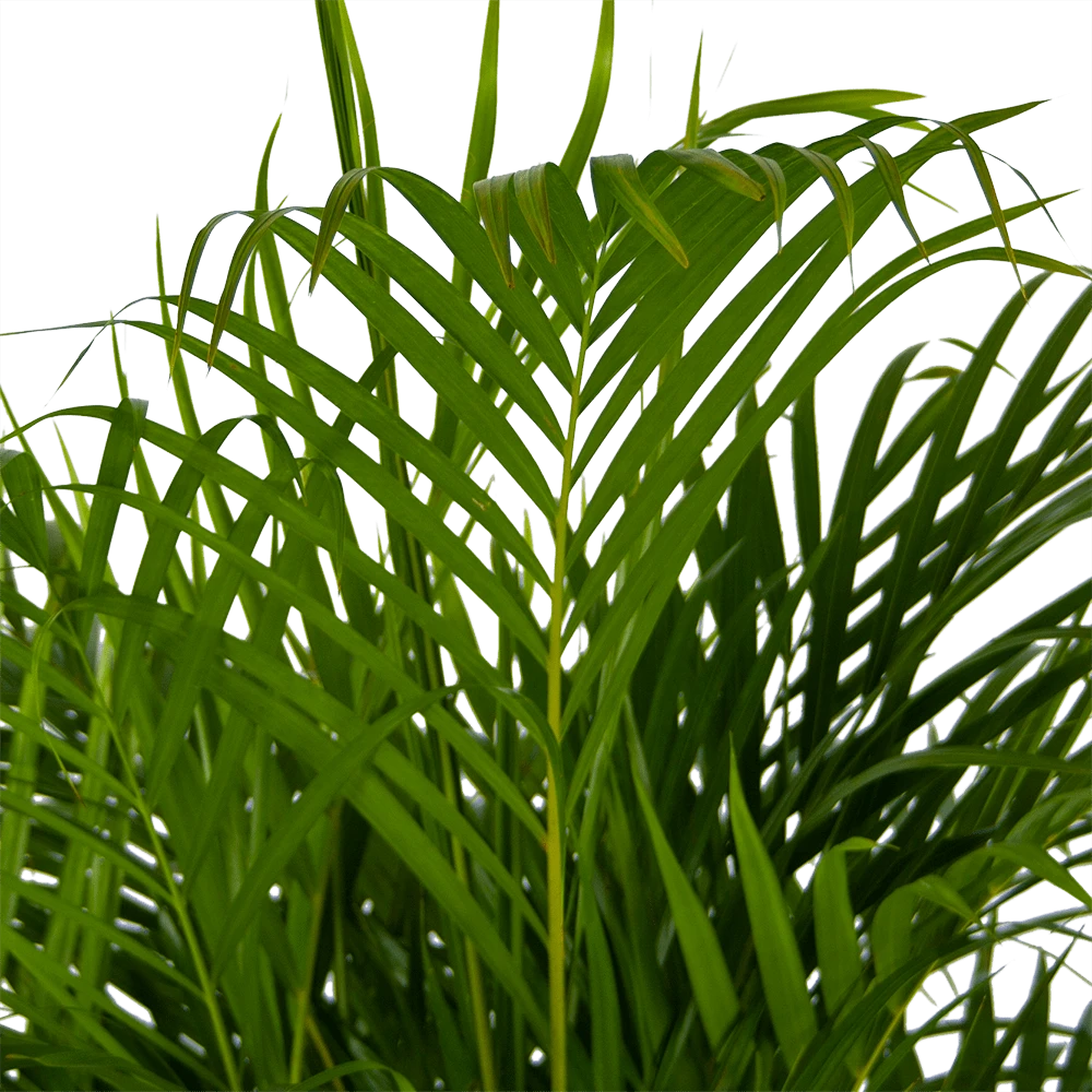 Areca - Goudpalm - P24 H140 - Kamerplant 3 Areca - Goudpalm - P24 H140 - Kamerplant - Afbeelding 3
