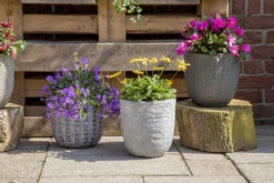 Bloempot Arkansas Egg Washed - D25 X H25cm - Lichtgrijs 5 Bloempot Arkansas Egg Washed - D25 X H25cm - Lichtgrijs -Elho Verkoop arkansas egg pot washed grey d25h25 bloempot 7 9