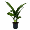 Aspidistra Elatior - Kwartjesplant - P17 H70 - Kamerplant