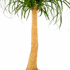 Beaucarnea Recurvata - Op Stam - Olifantenpoot - P27 H100 - Kamerplant -Elho Verkoop beaucarnea recurvata op stam olifantenpoot p27 h100 6 1