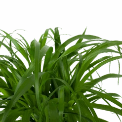 Beaucarnea Recurvata - Op Stam - Olifantenpoot - P32 H130 - Kamerplant -Elho Verkoop beaucarnea recurvata op stam olifantenpoot p32 h130 6 3