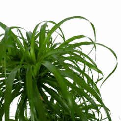 Beaucarnea Recurvata - Vertakt - Olifantenpoot - P32 H90 - Kamerplant -Elho Verkoop beaucarnea recurvata vertakt olifantenpoot p32 h90 6 3