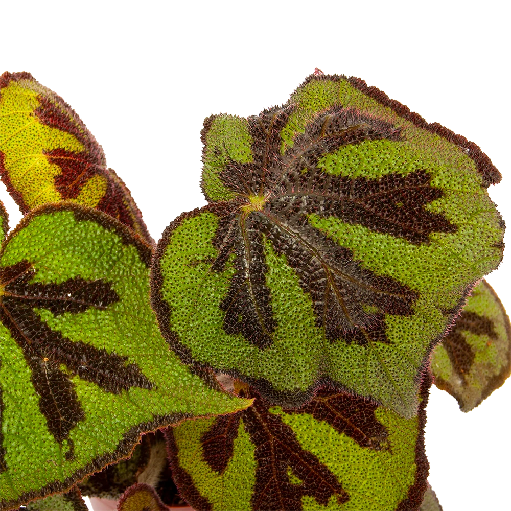 Begonia Masoniana Rock - P15 H30 - Kamerplant 2 Begonia Masoniana Rock - P15 H30 - Kamerplant - Afbeelding 2
