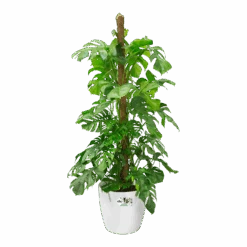 Bloempot Elho Brussels Rond 35cm - Met Wielen - Wit -Elho Verkoop bloempot elho brussels rond 35cm met wielen wit bloempot wit 5 1