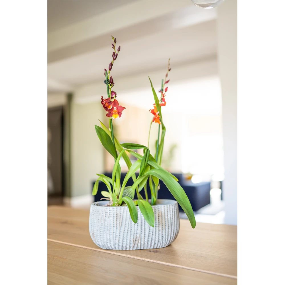 Bloempot Felco Ovaal - L26 X B15 X H24cm 2 Bloempot Felco Ovaal - L26 X B15 X H24cm - Afbeelding 2