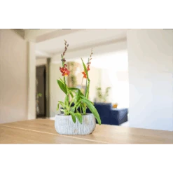 Bloempot Felco Ovaal - L28 X B15 X H13cm -Elho Verkoop bloempot felco ovaal l28 x b15 x h13cm bloempot 2