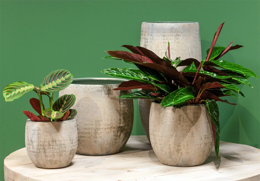 Bloempot Steef - D49 X H45cm - Creme Groen 2 Bloempot Steef - D49 X H45cm - Creme Groen - Afbeelding 2