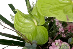 Boeket Anthurium Middel 9 Boeket Anthurium Middel -Elho Verkoop boeket anthurium boeketten 4 1