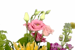 Boeket Eline Klein -Elho Verkoop boeket eline boeketten 4