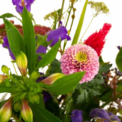 Boeket Paarse Passie Klein 9 Boeket Paarse Passie Klein -Elho Verkoop boeket paarse passie klein boeketten 4