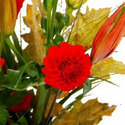 Boeket Pluim Van Het Najaar Groot 8 Boeket Pluim Van Het Najaar Groot -Elho Verkoop boeket pluim van het najaar groot boeketten 3