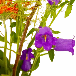 Boeket Plukgeluk Klein -Elho Verkoop boeket plukgeluk klein boeketten 4