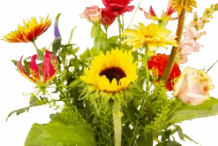 Boeket Vlinder Groot 8 Boeket Vlinder Groot -Elho Verkoop boeket vlinder boeketten 3 3 2