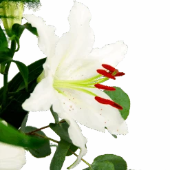 Boeket Witte Winter Middel -Elho Verkoop boeket witte winter boeketten 4 1