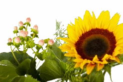 Boeket Zonnestraal Groot -Elho Verkoop boeket zonnestraal boeketten 4 3