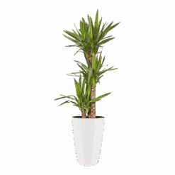 Bloempot Elho Brussels Diamond Rond Hoog 27cm - Wit 5 Bloempot Elho Brussels Diamond Rond Hoog 27cm - Wit -Elho Verkoop brussels diamond rond hoog 27cm bloempot wit 6 5