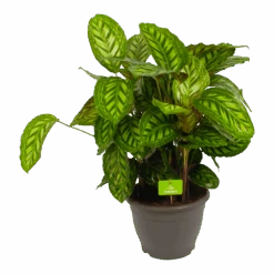 Calathea Flamestar - Schaduwplant - P32 H80 - Kamerplant