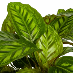 Voorkant -Elho Verkoop calathea flamestar schaduwplant p32 h80 4