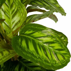 Calathea Flamestar - Schaduwplant - P32 H80 - Kamerplant 6 Calathea Flamestar - Schaduwplant - P32 H80 - Kamerplant -Elho Verkoop calathea flamestar schaduwplant p32 h80 5