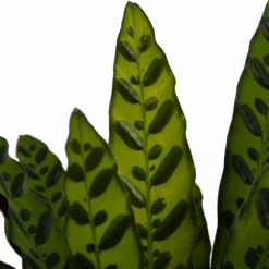 Calathea Insigne - Livingplant - P21 H60 - Kamerplant -Elho Verkoop calathea insigne livingplant p21 h60 4