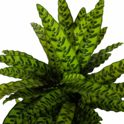 Bestsellers -Elho Verkoop calathea insigne livingplant p27 h80 5 3