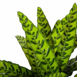 Calathea Insigne - Livingplant - P27 H80 - Kamerplant -Elho Verkoop calathea insigne livingplant p27 h80 6 3