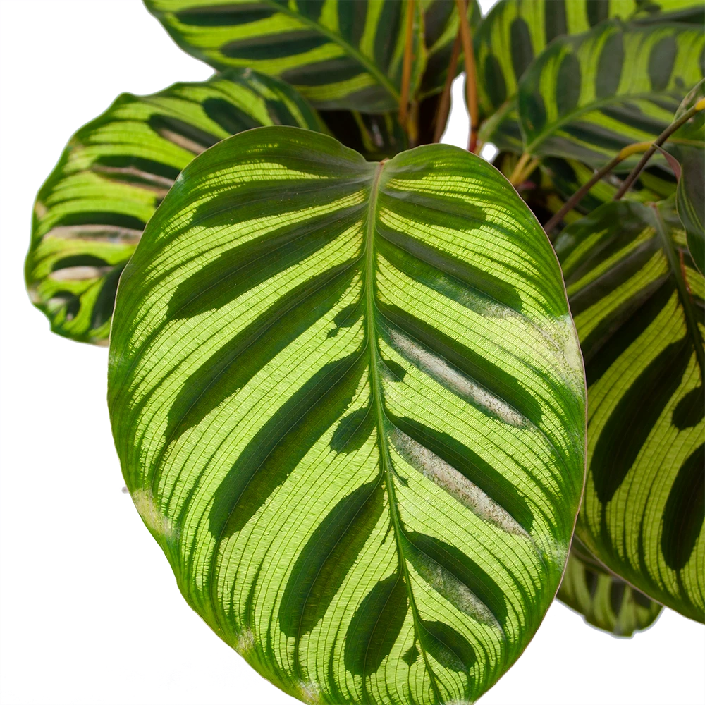 Calathea Makoyana - Pauwenplant - P17 H65 - Kamerplant 2 Calathea Makoyana - Pauwenplant - P17 H65 - Kamerplant - Afbeelding 2